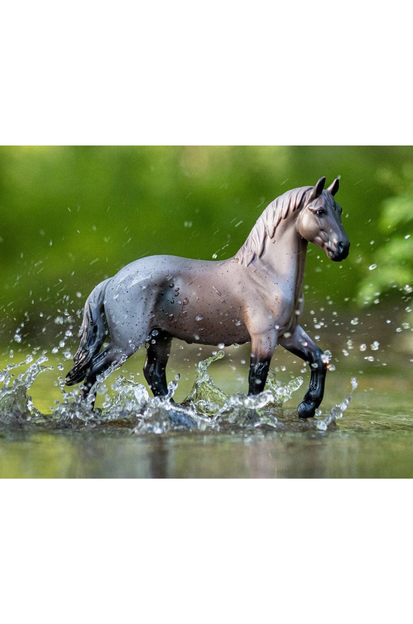 Blue Roan Brabant - Image 3