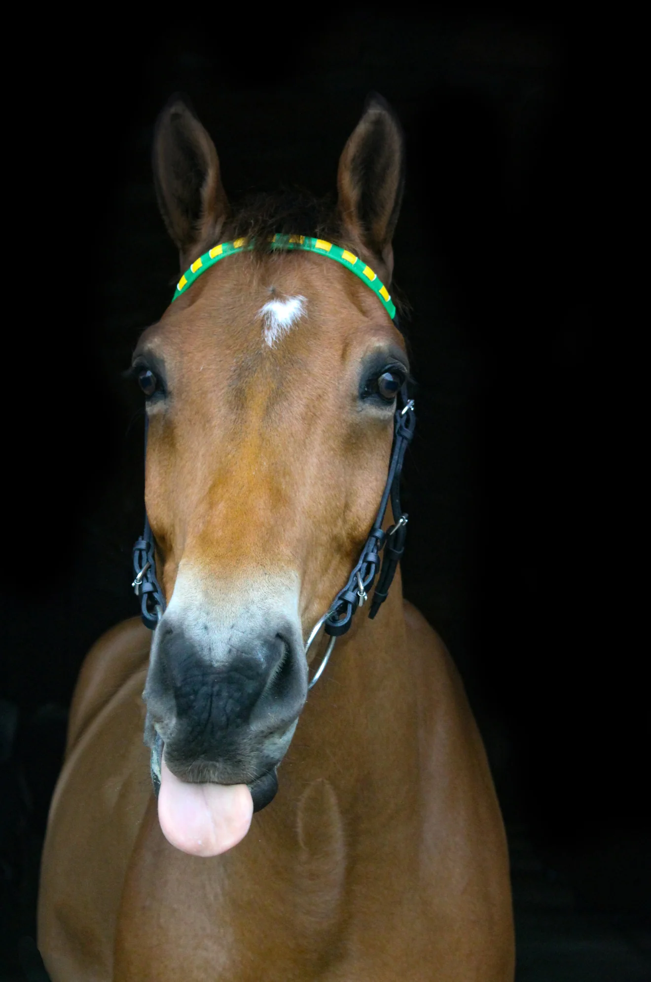 TS Custom Browbands - Image 3