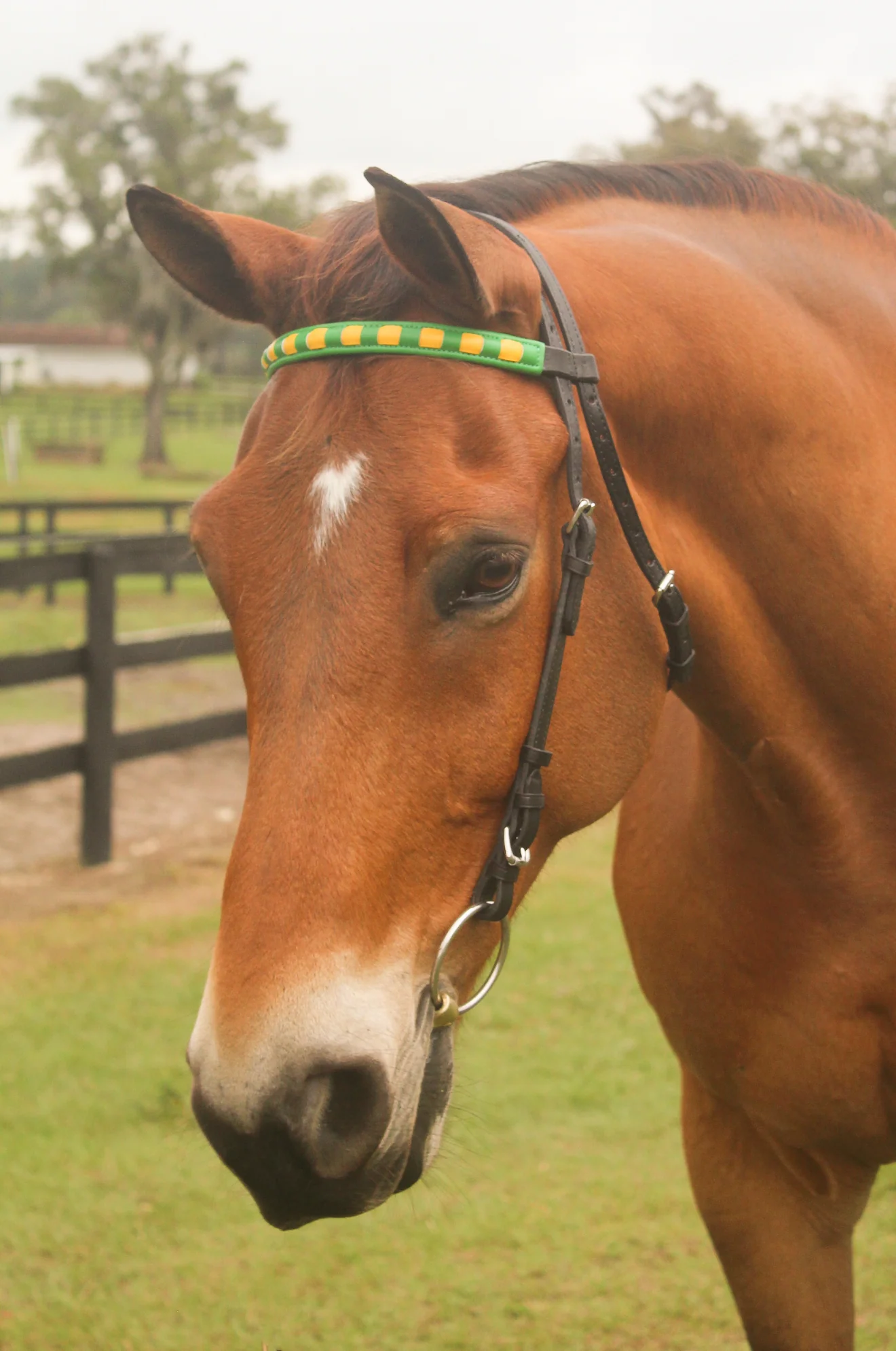TS Custom Browbands - Image 4