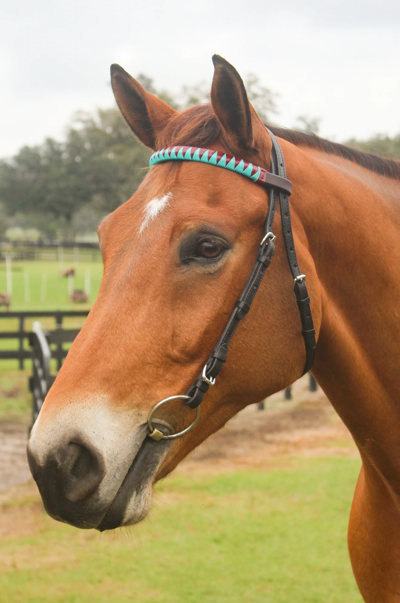 TS Custom Browbands - Image 5
