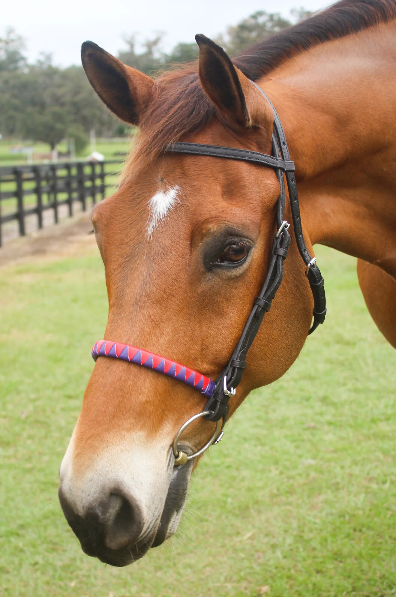TS Custom Sharkstooth Noseband - Image 3