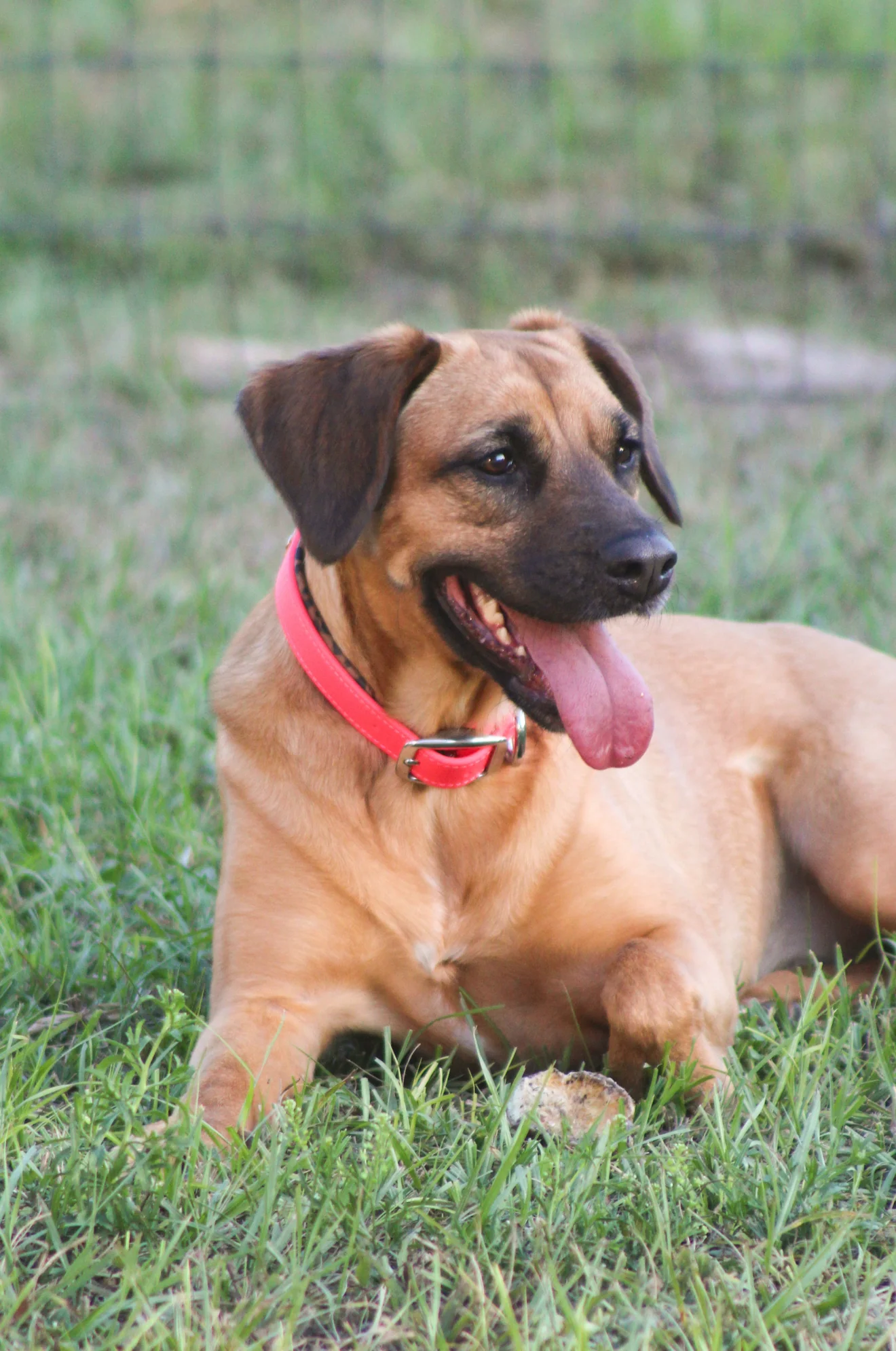 TS Biothane Dog Collar - Image 3