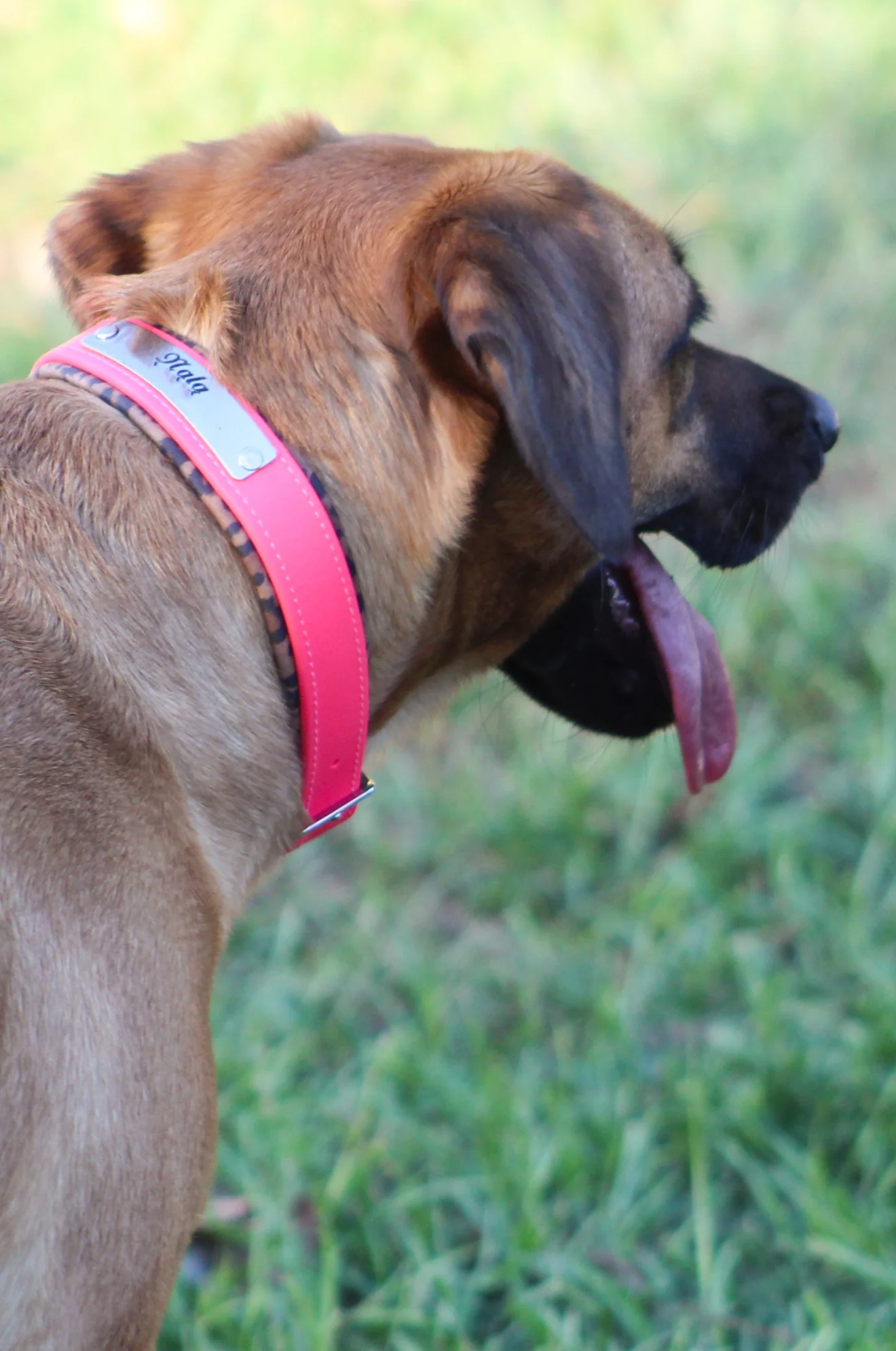 TS Biothane Dog Collar - Image 4