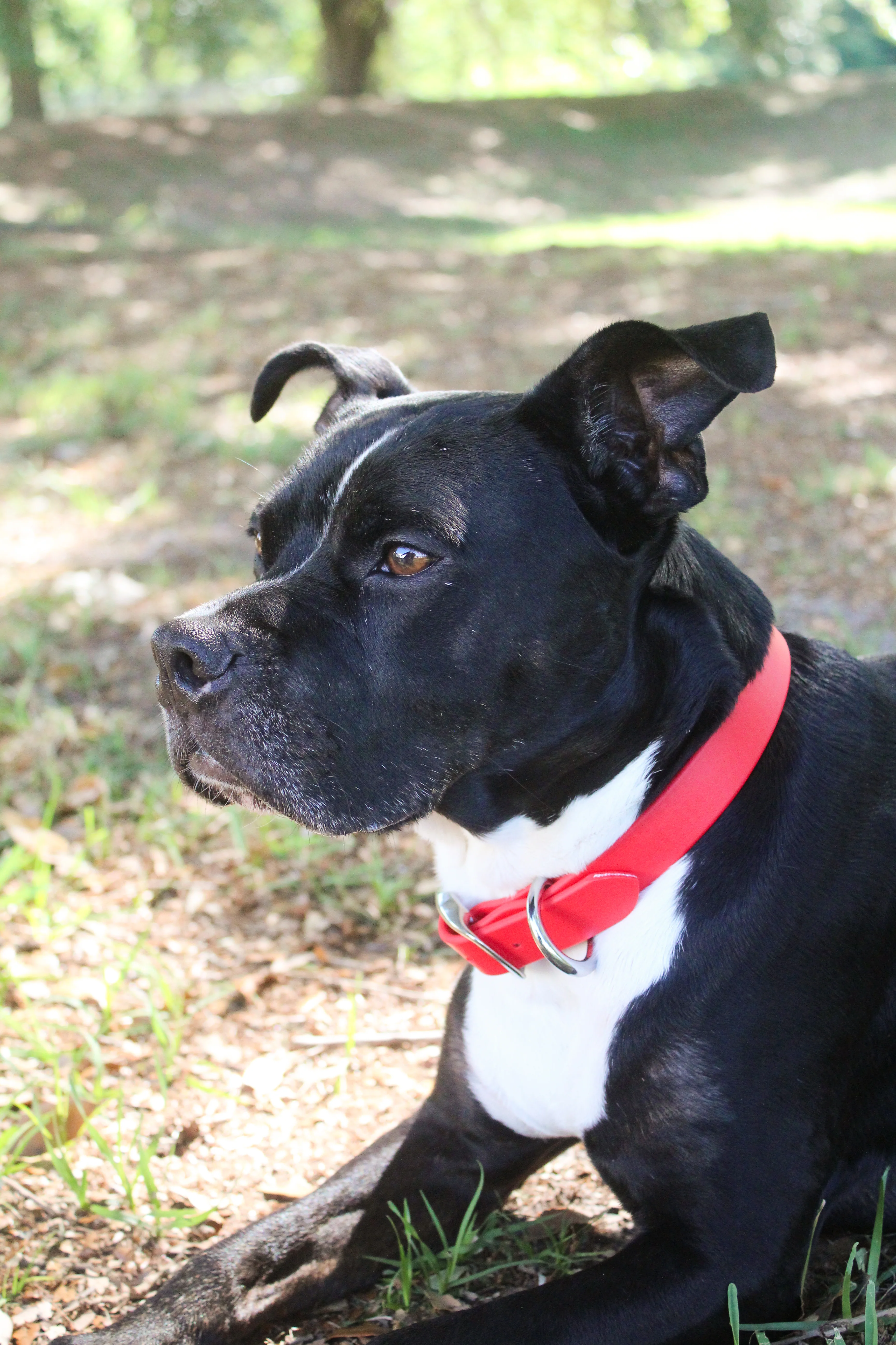 TS Biothane Dog Collar - Image 5