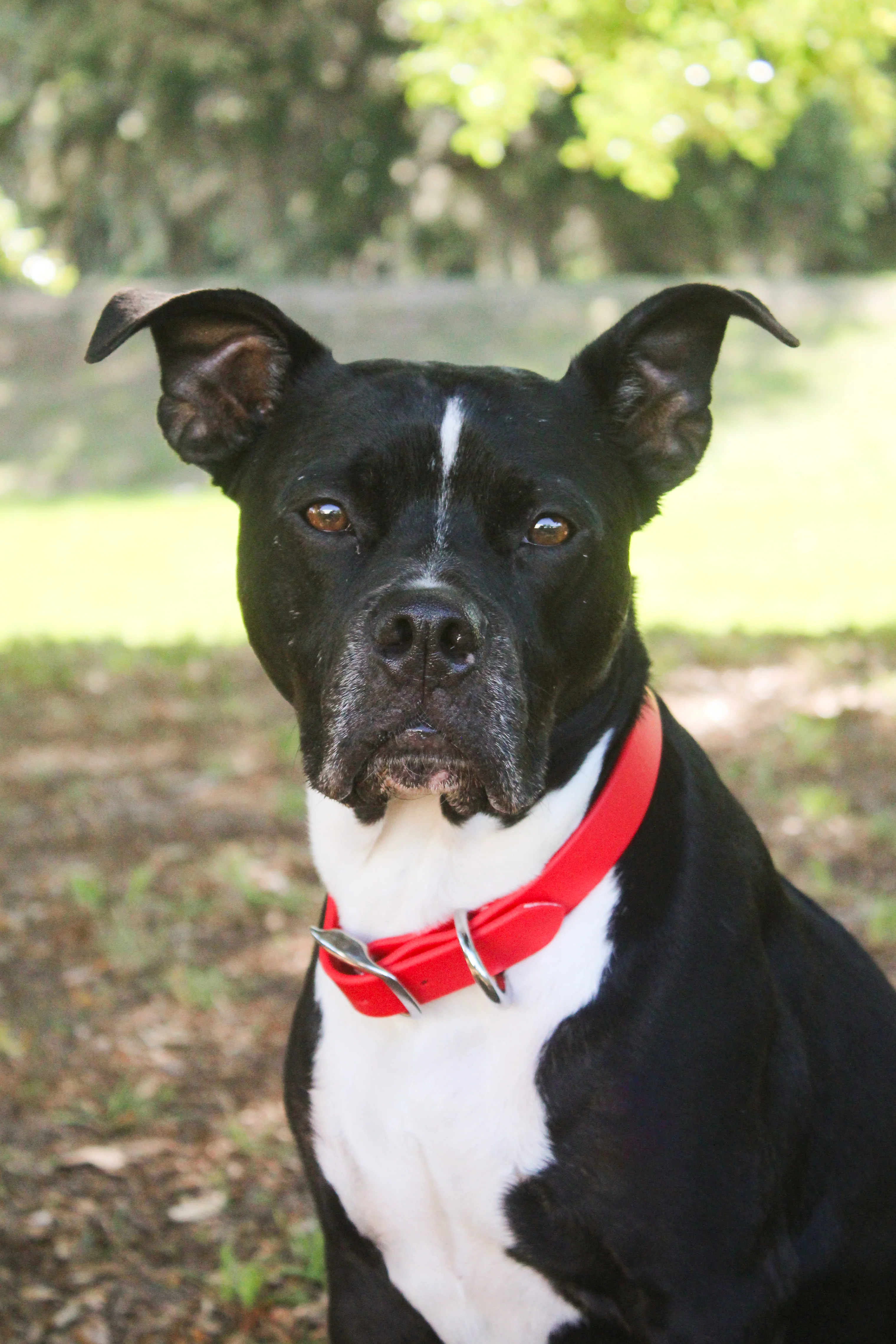 TS Biothane Dog Collar - Image 6