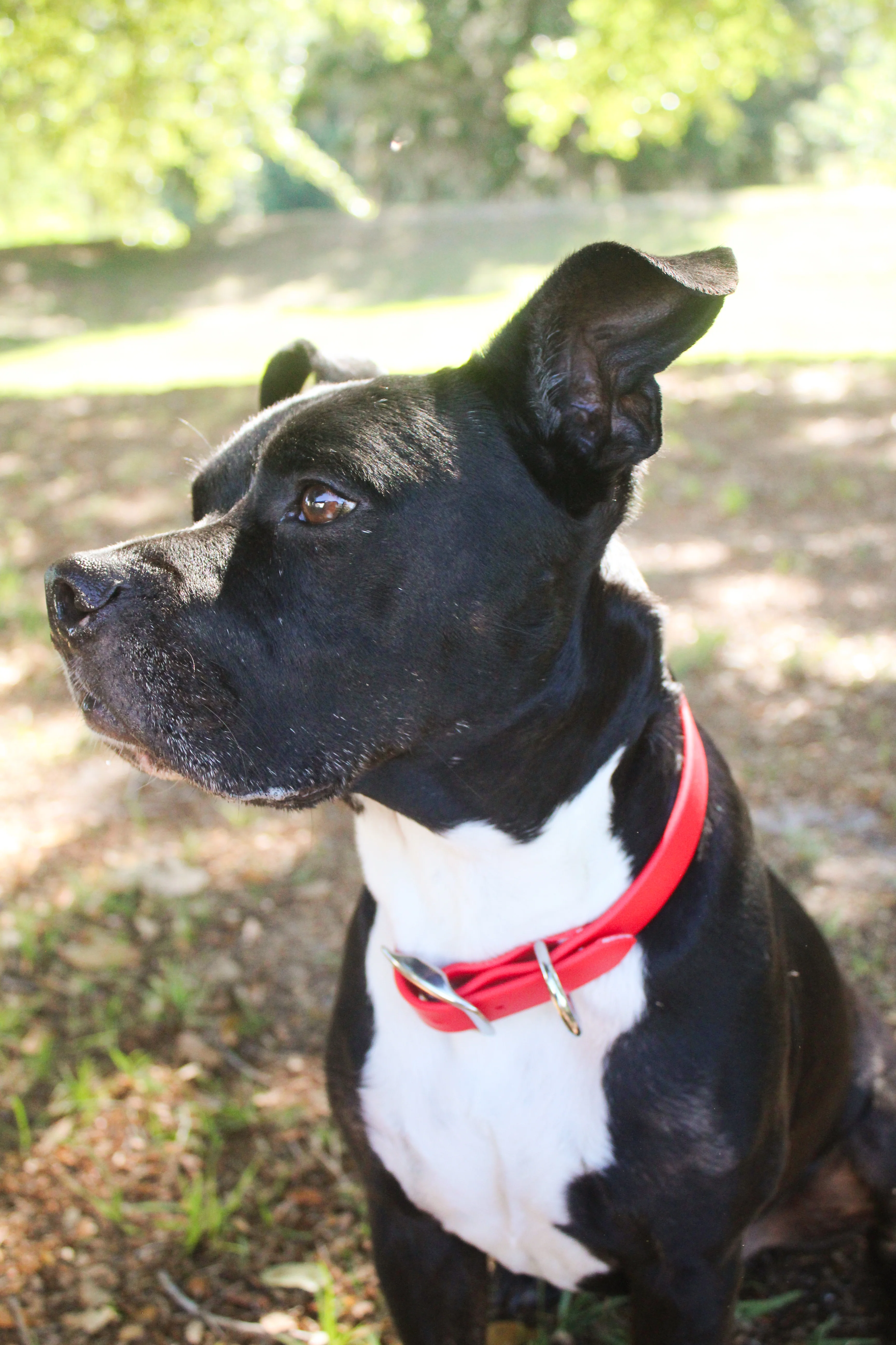 TS Biothane Dog Collar - Image 7