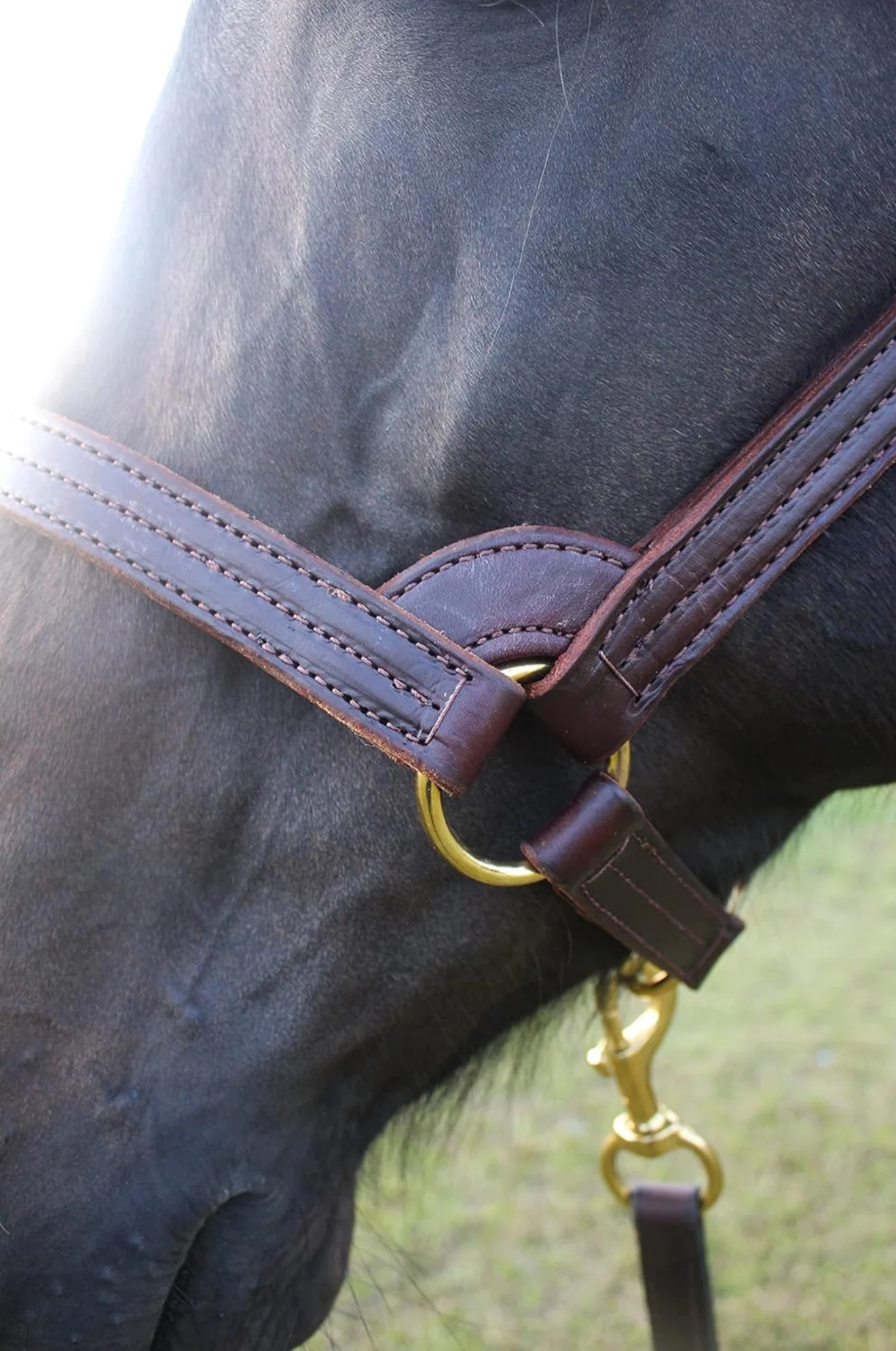 TS Stallion Leather Halter - Image 3
