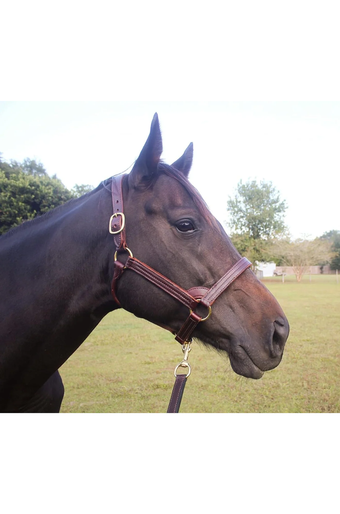 TS Stallion Leather Halter - Image 4