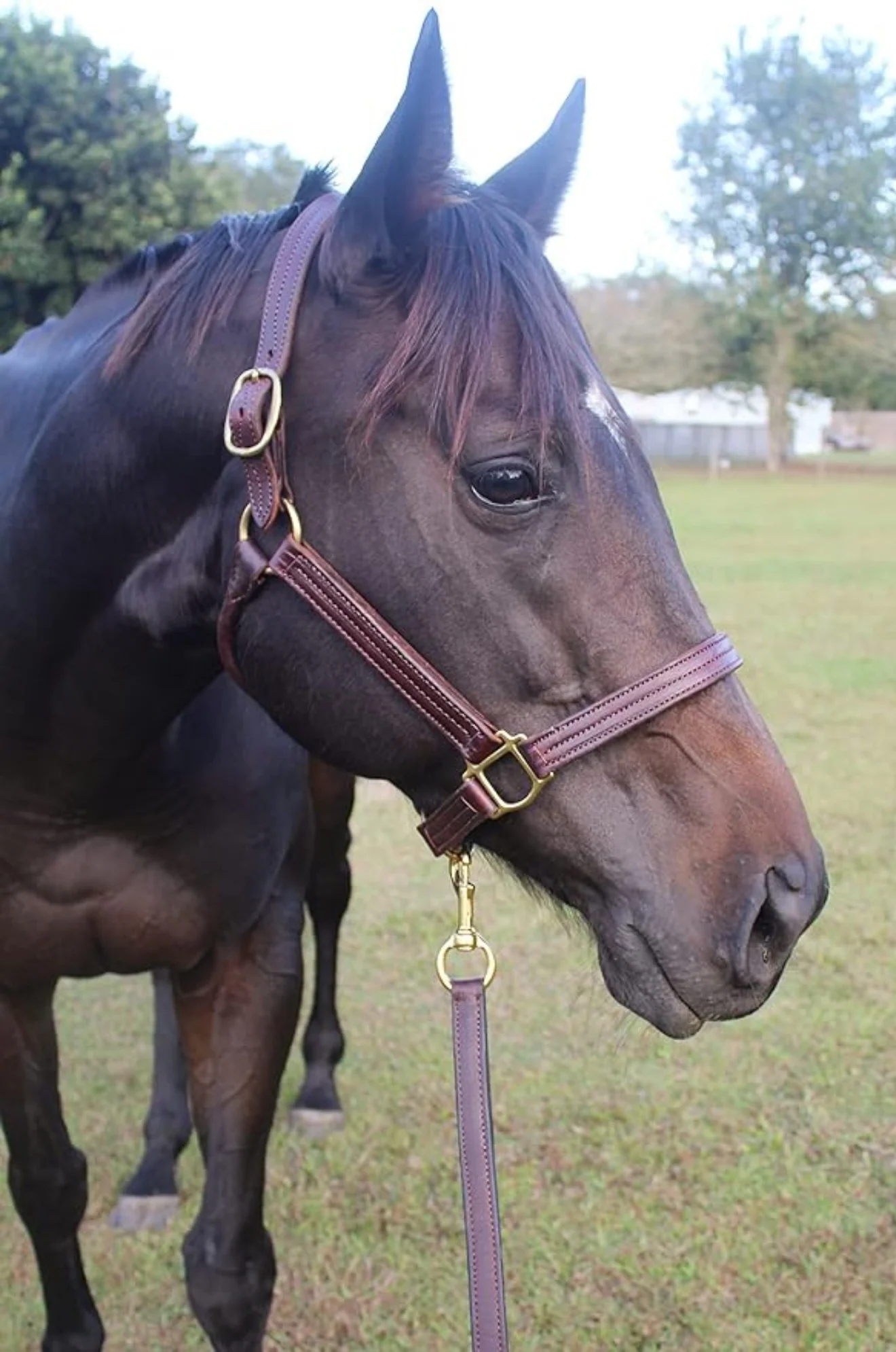 TS Stallion Leather Halter - Image 5