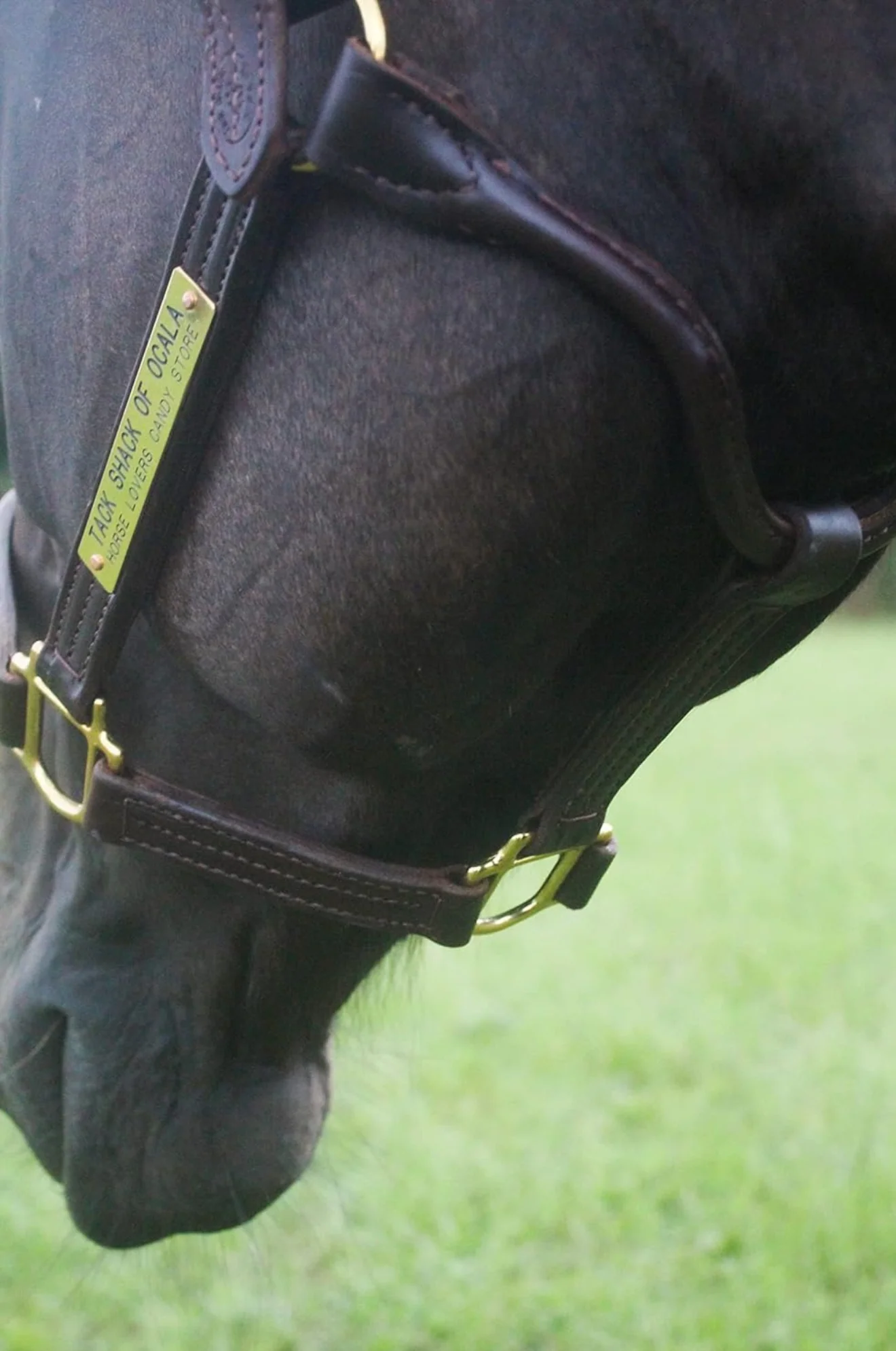 TS Leather Track Halter - Image 3