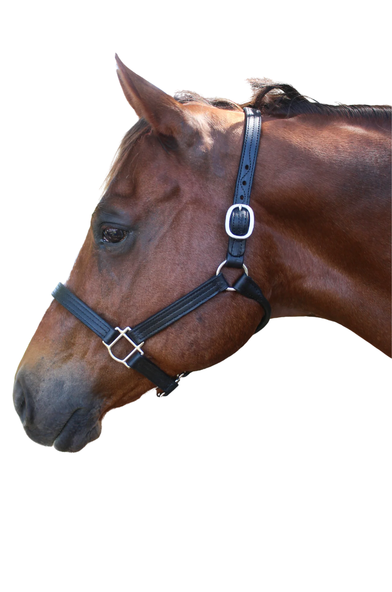 TS Leather Track Halter - Image 4