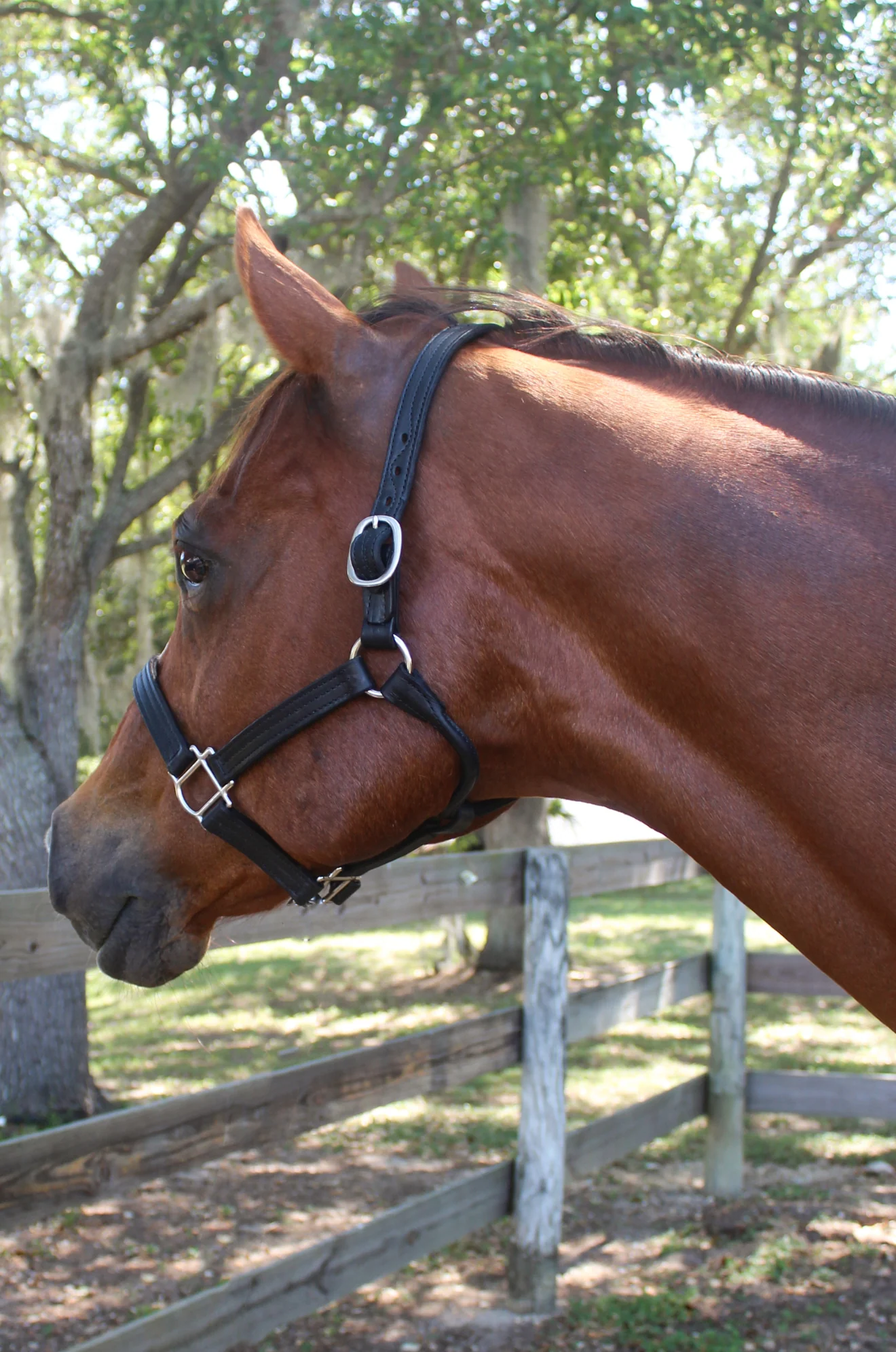 TS Leather Track Halter - Image 5