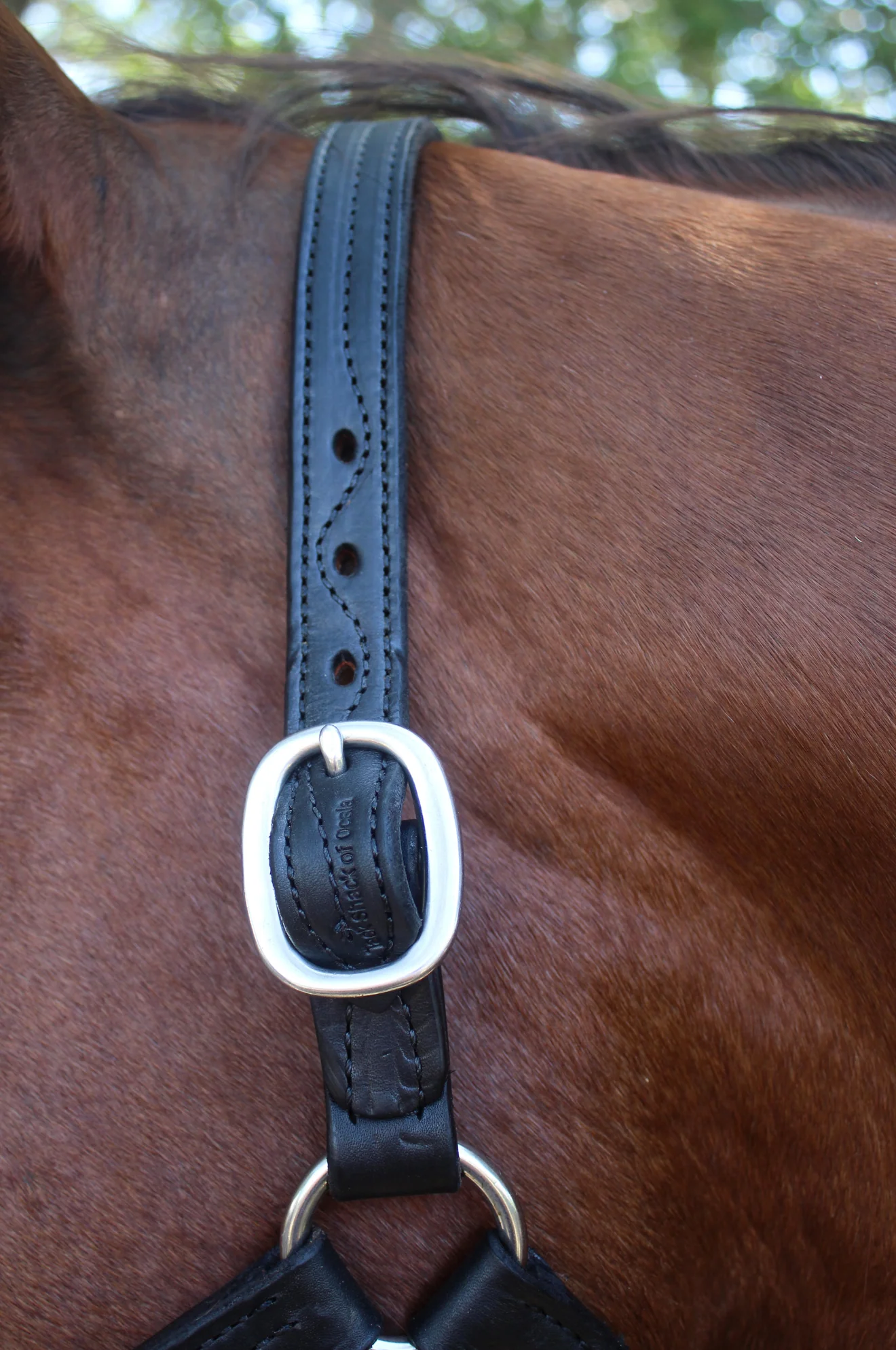 TS Leather Track Halter - Image 6