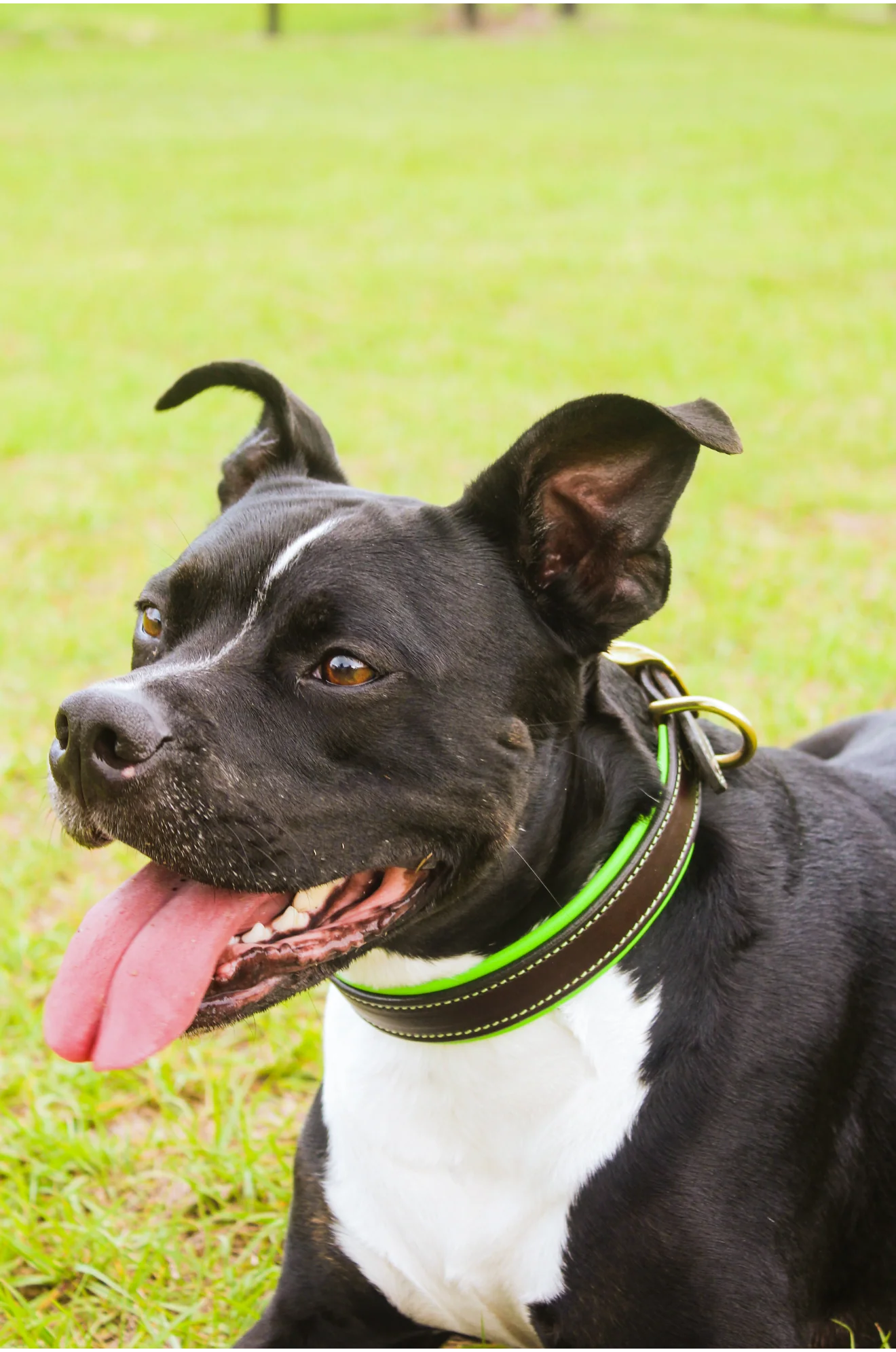 TS Custom Leather Dog Collar - Image 6