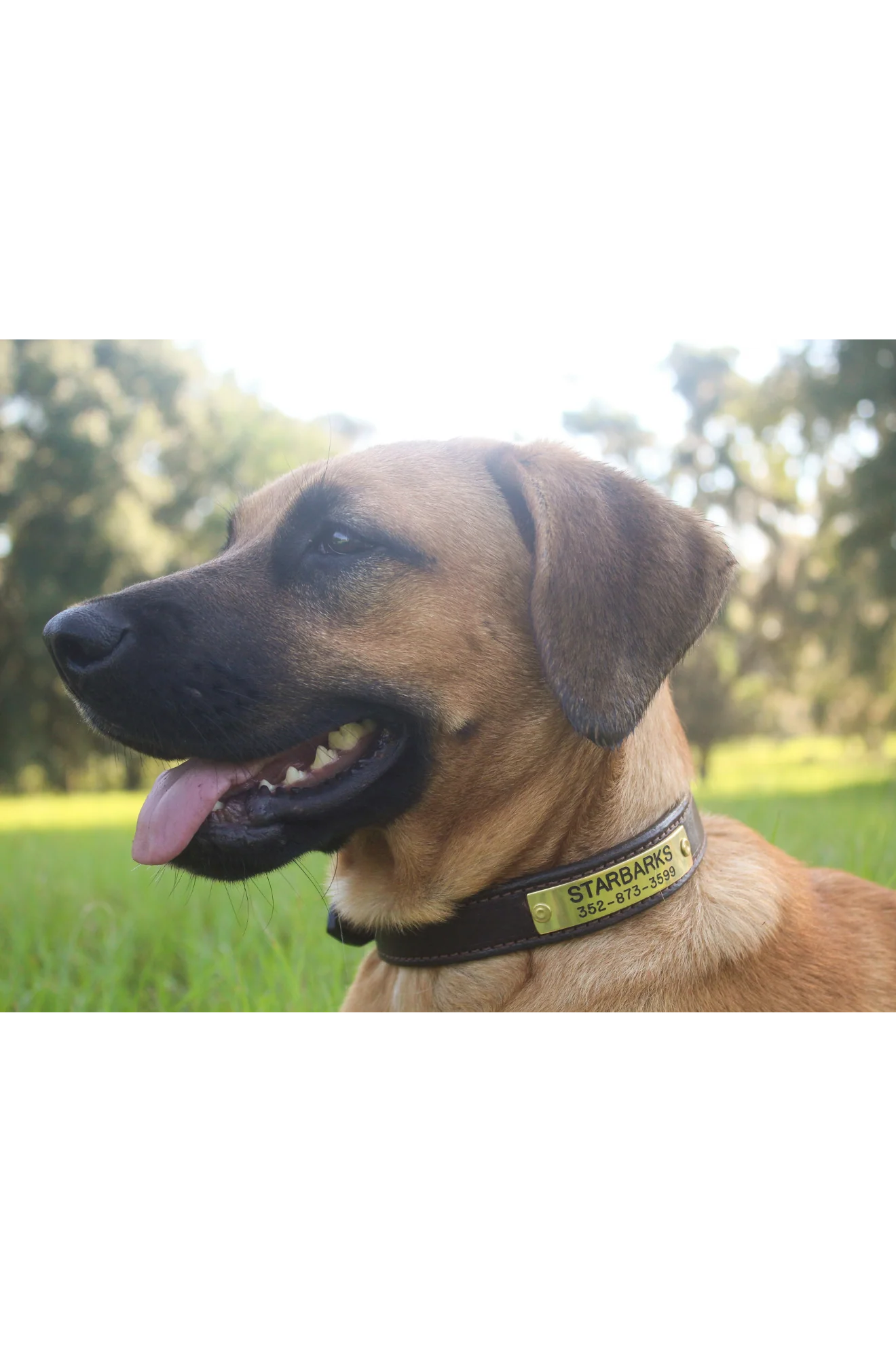 TS Custom Leather Dog Collar - Image 7