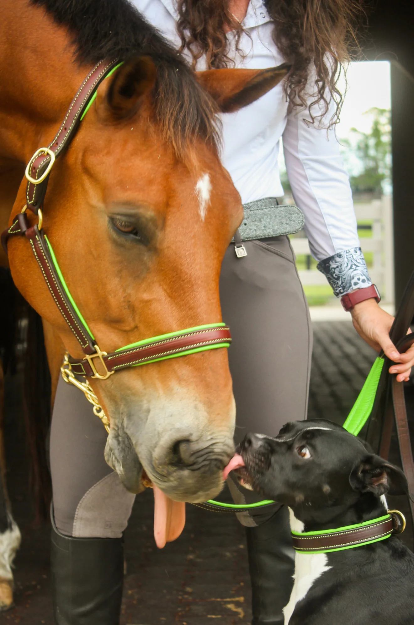 TS Custom Leather Dog Collar - Image 8