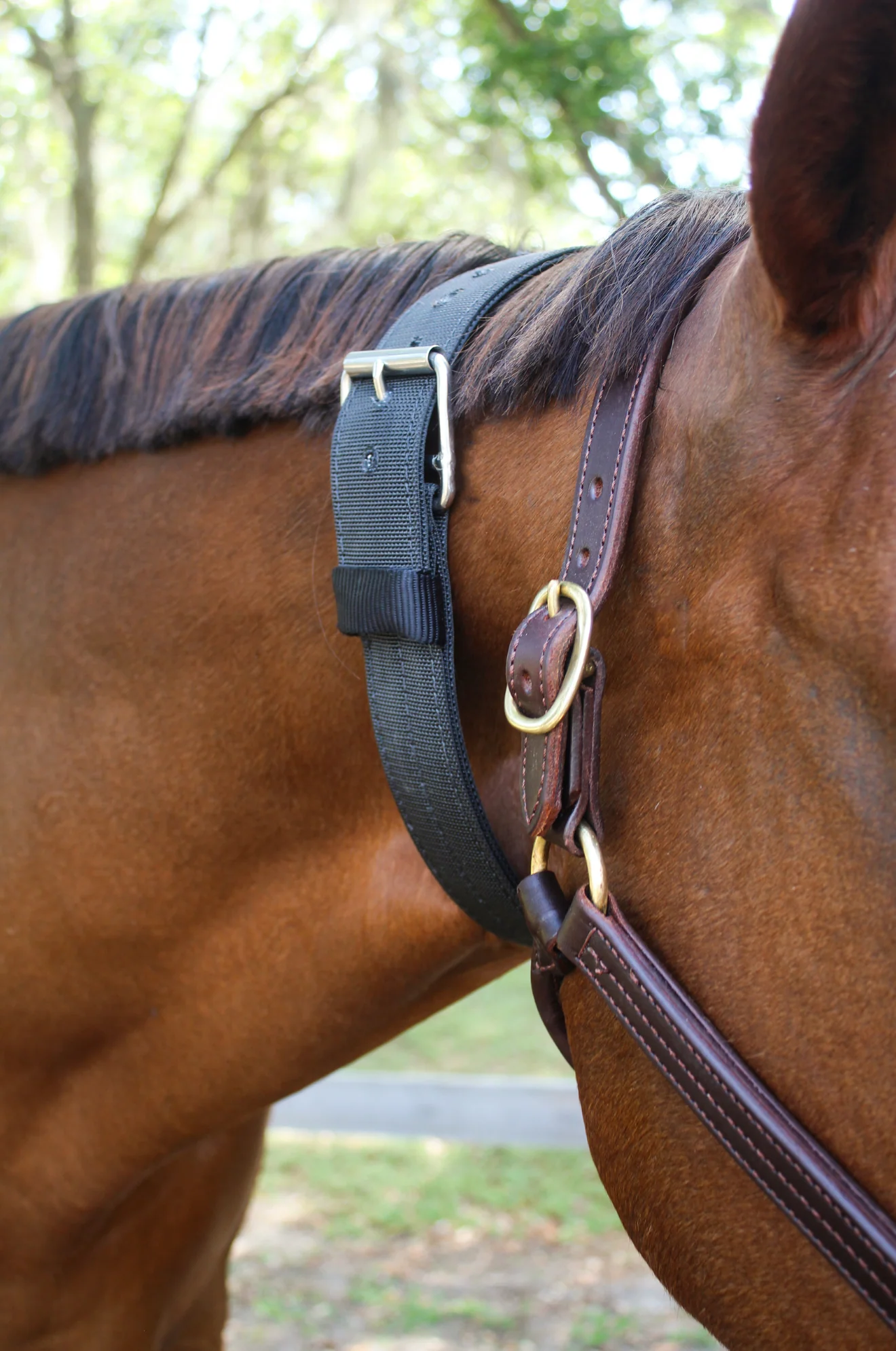 TS Nylon Cribbing Strap - Image 4